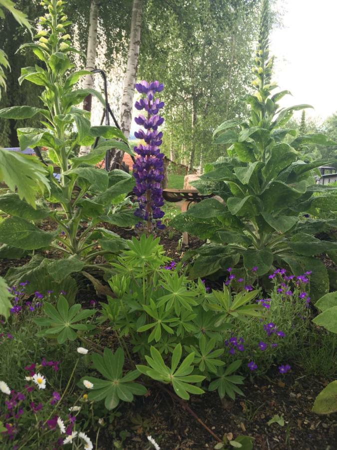 Gite Colombe Des Bois Estadens 外观 照片